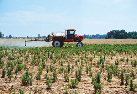 Understanding Glyphosate Toxicity: An Interview with Genetic Engineer Thierry Vrain Image